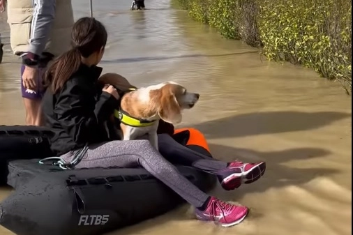 Un cane viene portato in salvo