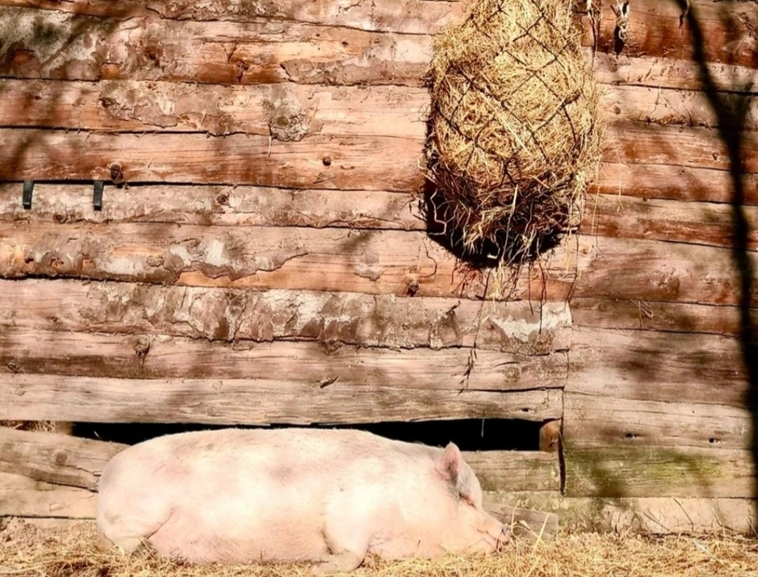 immagine di sfondo 19