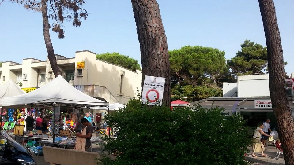 I cartelli appesi dal Comune a Principina: "Pericolo caduta alberi"