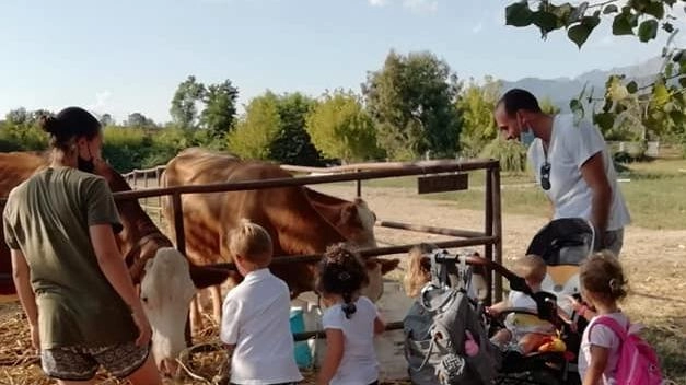 Un pastore al Forte. Vacche, capre e pecore per i formaggi artigianali nella capitale del lusso Un pastore al Forte. Vacche, capre e pecore per i formaggi artigianali nella capitale del lusso