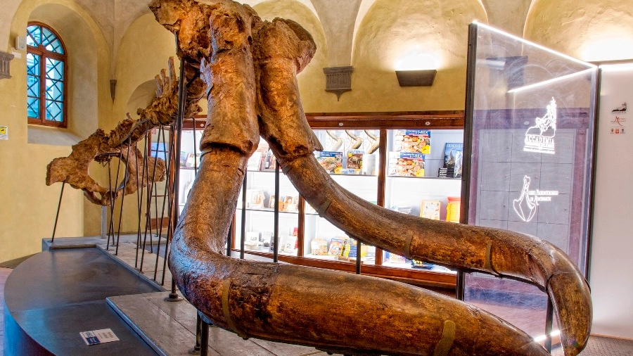 Il Museo Paleontologico di Montevarchi