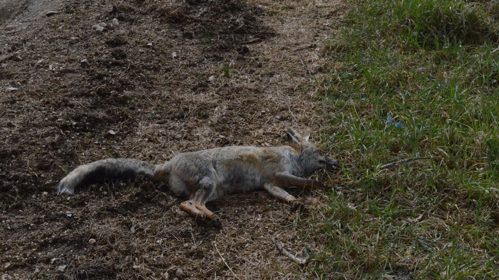 Una delle volpi morte ritrovate dal Cfs