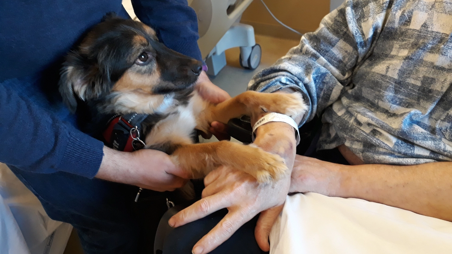 Il cagnolino Phoebe in visita al suo padrone in ospedale