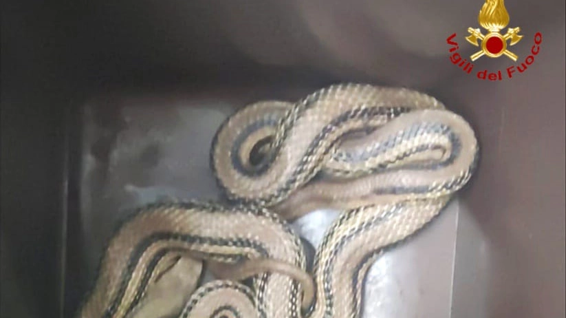 Il serpente trovato in una casa a Terni 