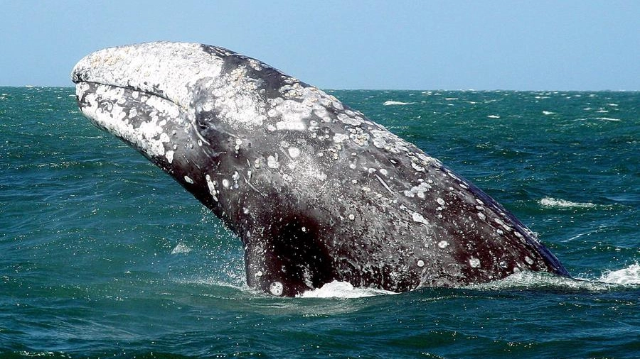 Balena grigia avvistata a Fiumicino: era vicino alla foce del Tevere