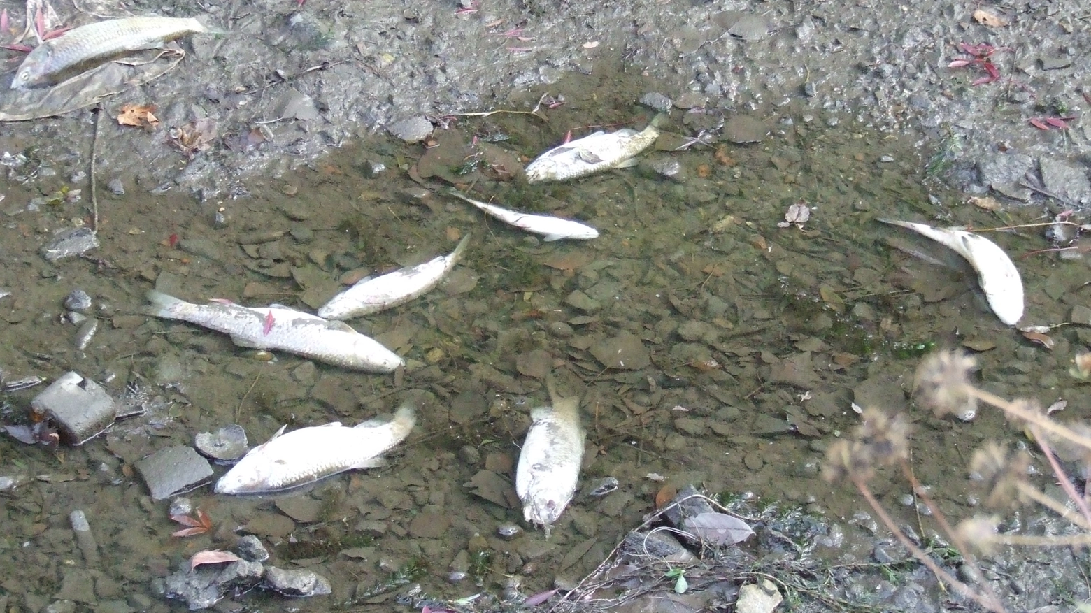 Alcuni pesci morti