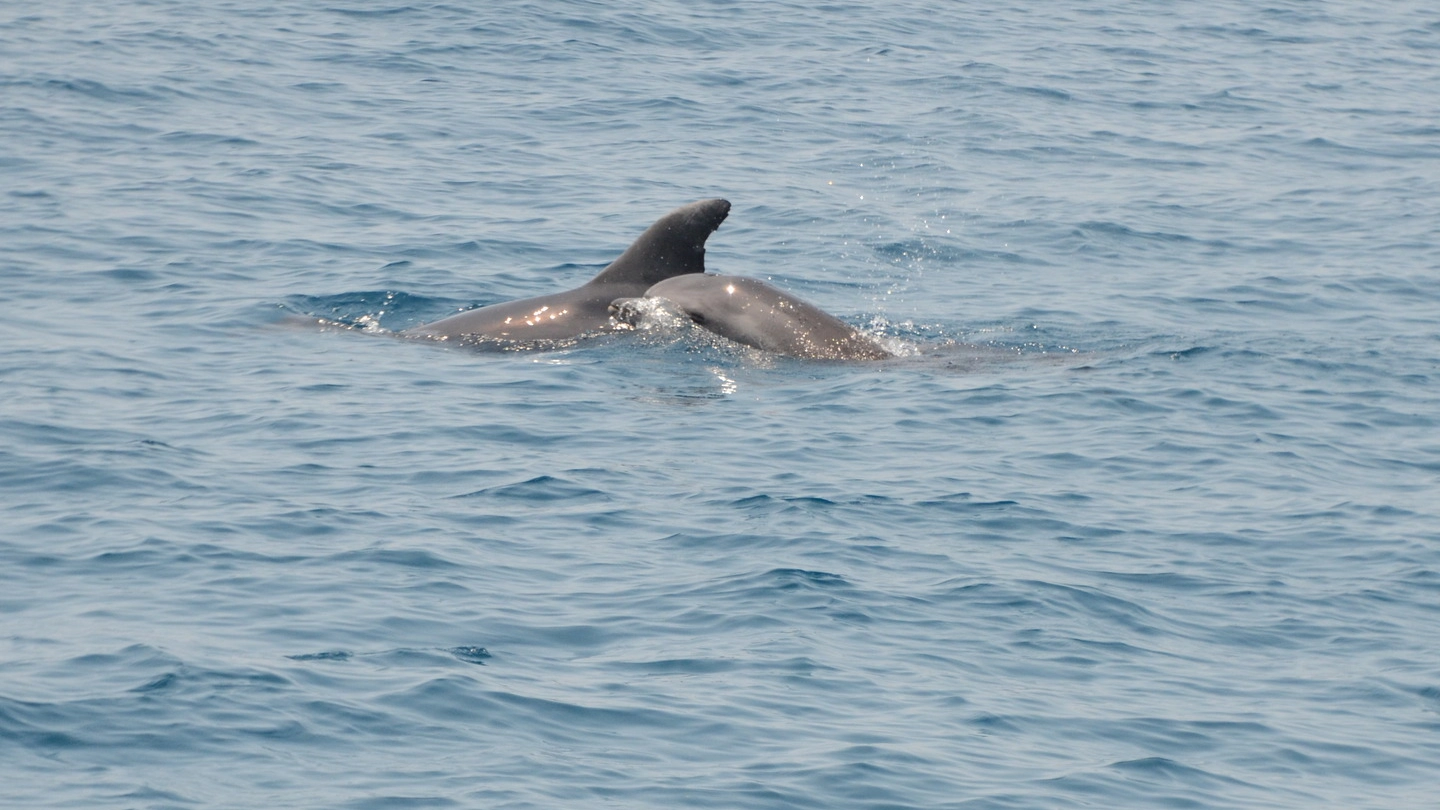 Il piccolo delfino con la mamma a largo di Viareggio