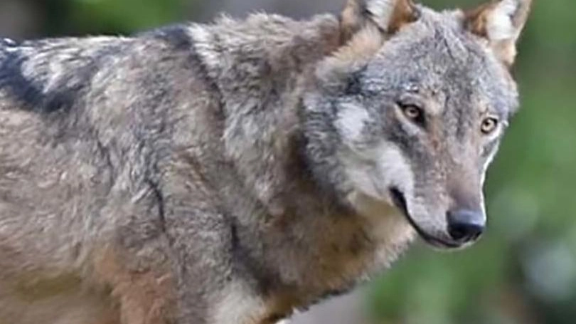 Donna morsa a una mano da un lupo Il sindaco mette un freno alla paura ”In paese la situazione è tranquilla“ Donna morsa a una mano da un lupo Il sindaco mette un freno alla paura ”In paese la situazione è tranquilla“