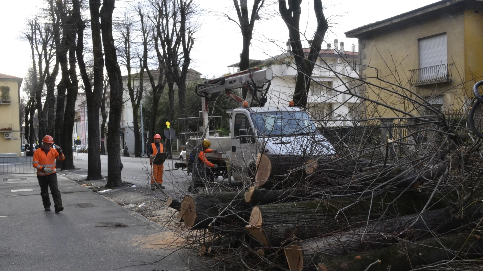 Il taglio degli alberi in viale Montegrappa