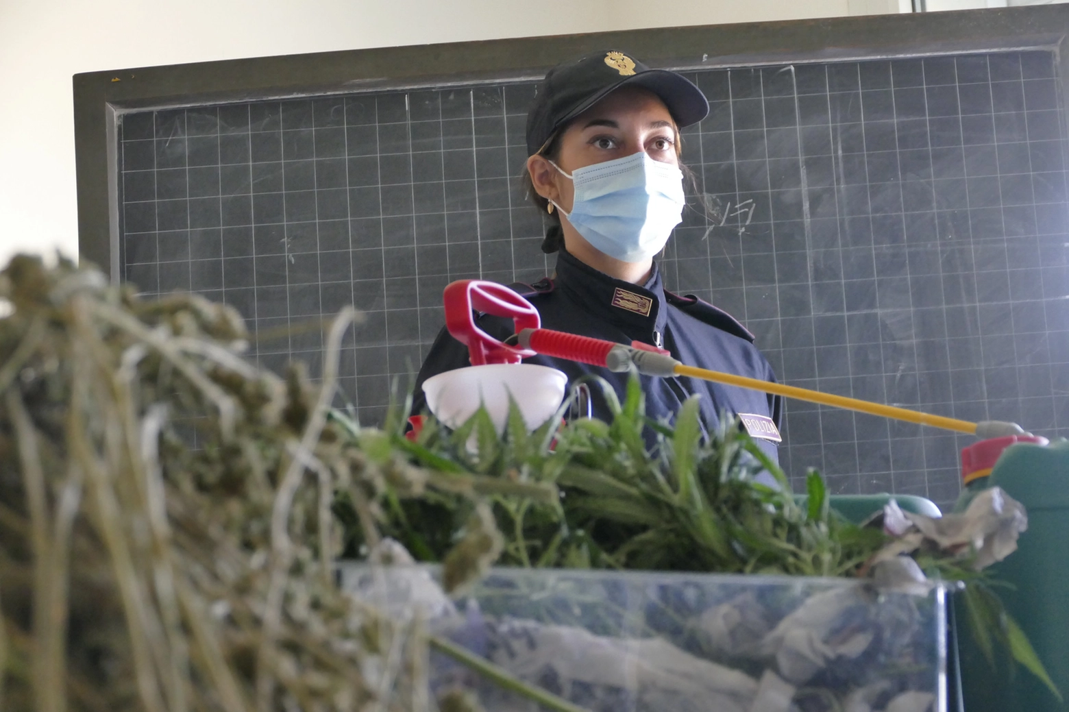 Un'agente di polizia con parte delle piante sequestrate (Attalmi) 