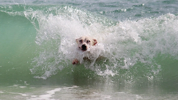 Cani al mare (Foto Dire)