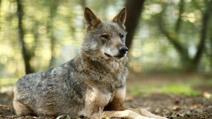 Terranuova Bracciolini, un passante ha trovato l’animale lungo la strada
