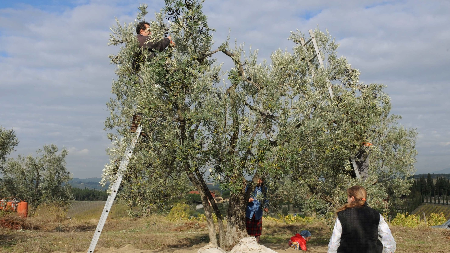 La raccolta delle olive (Germogli)