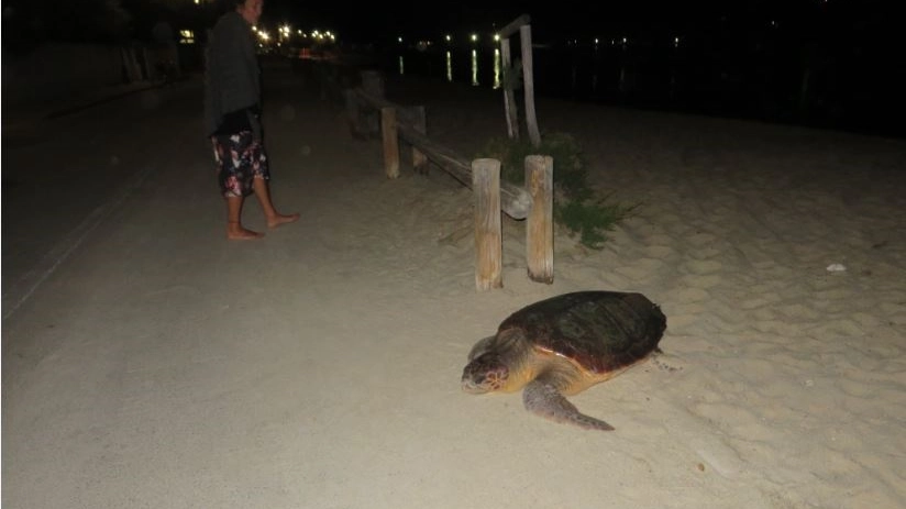 La tartaruga Federica: il grosso esemplare si è spinto fino in strada