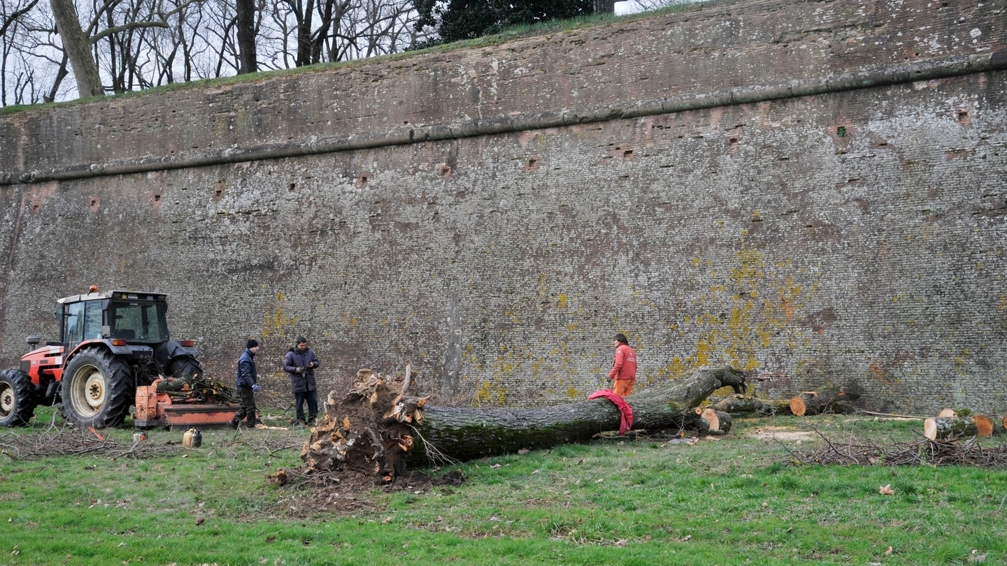 Lucca, albero caduto dalle mura