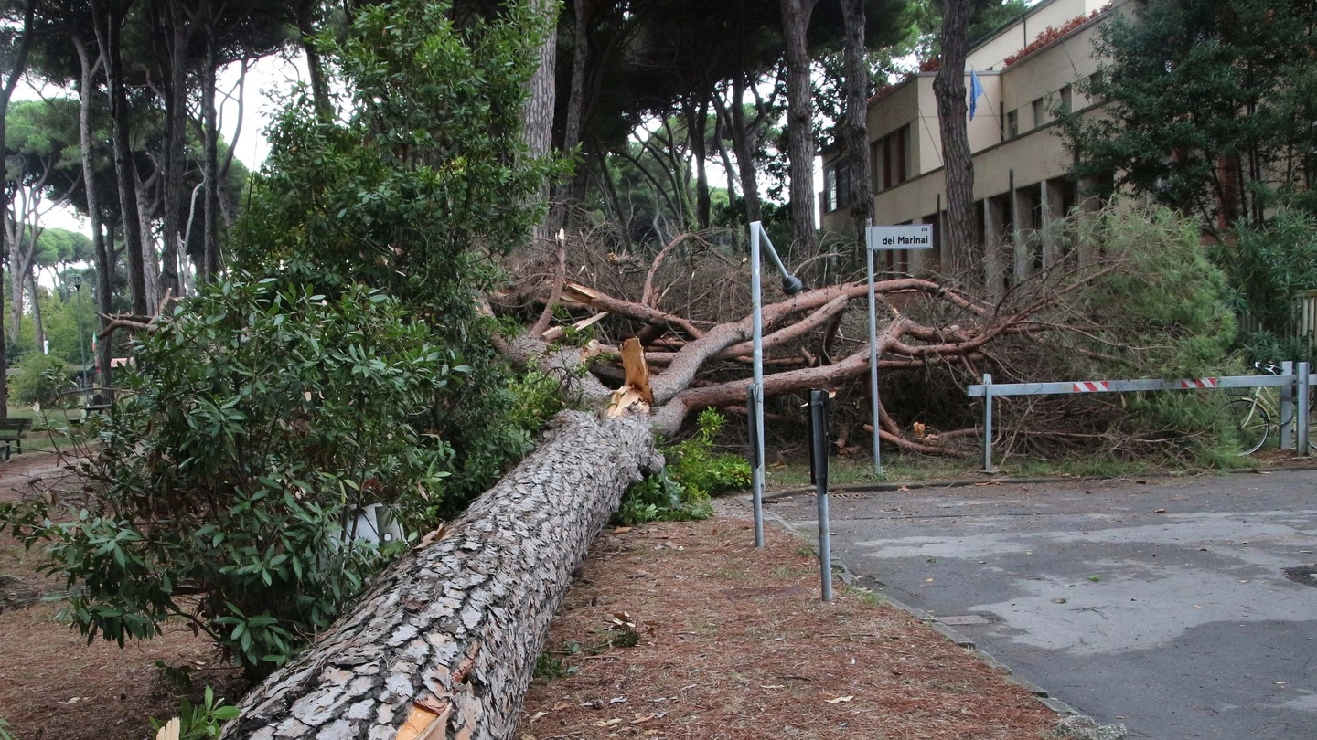 L'albero caduto a Viareggio (foto Umicini)