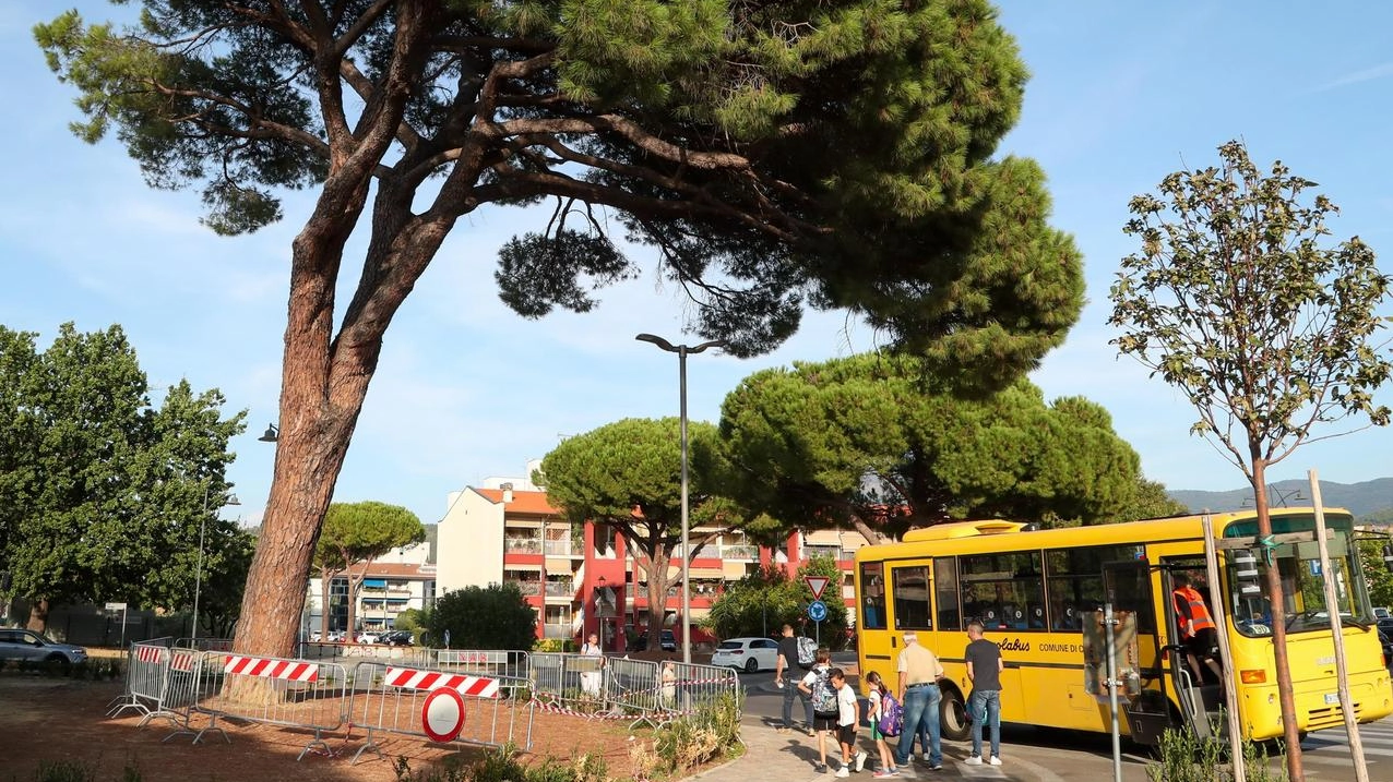 "Salviamo il pino simbolo". Il Comune fa altri esami "Salviamo il pino simbolo". Il Comune fa altri esami