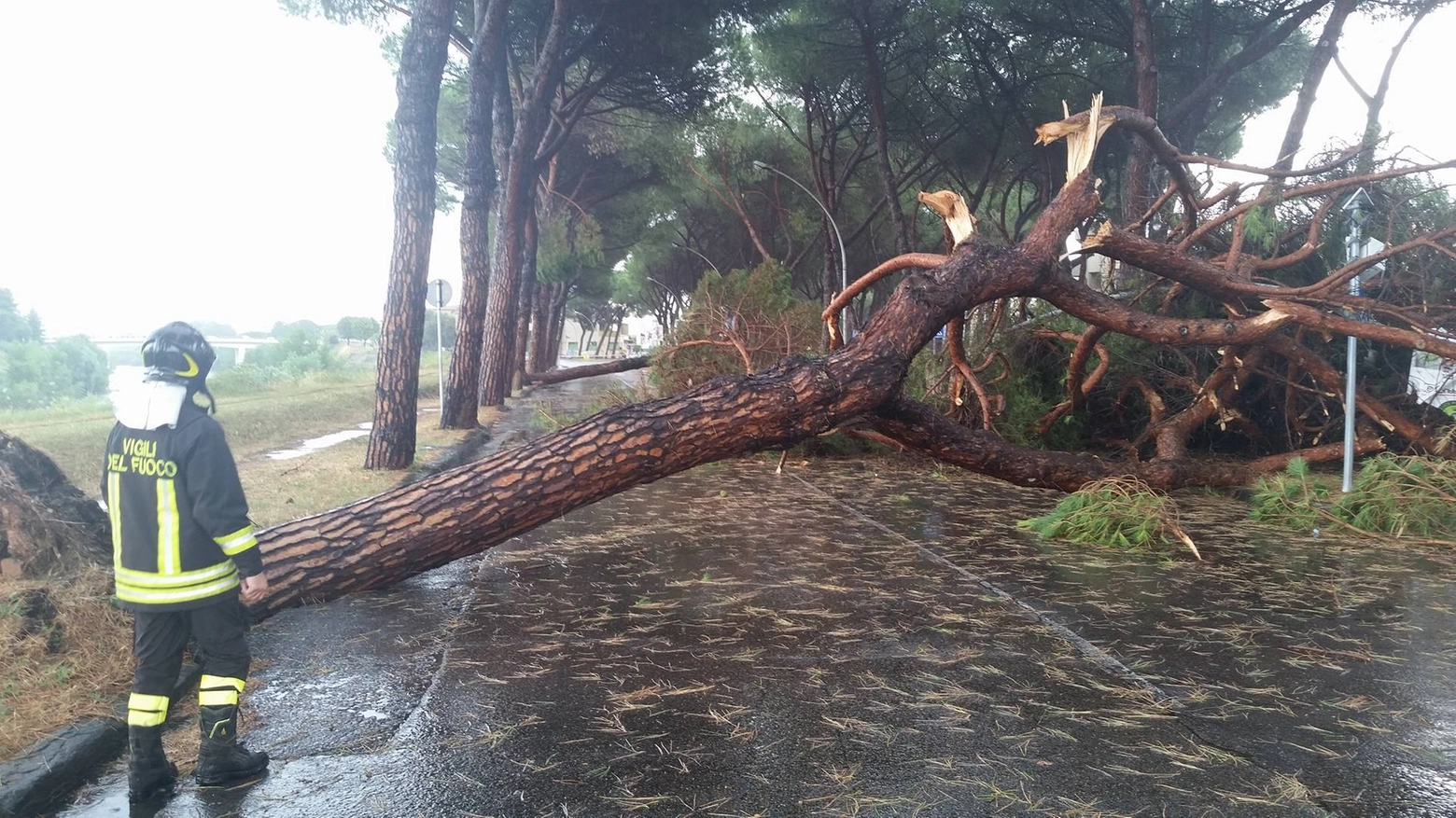 Uno dei pini crollati in lungarno Alighieri a Empoli