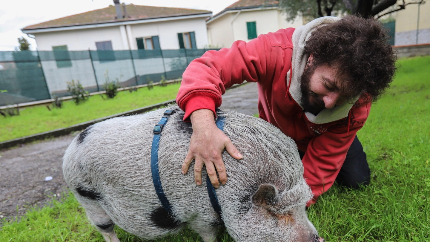 Andrea Morandi con il suo maiale domestico Poty (Tommaso Germogli)