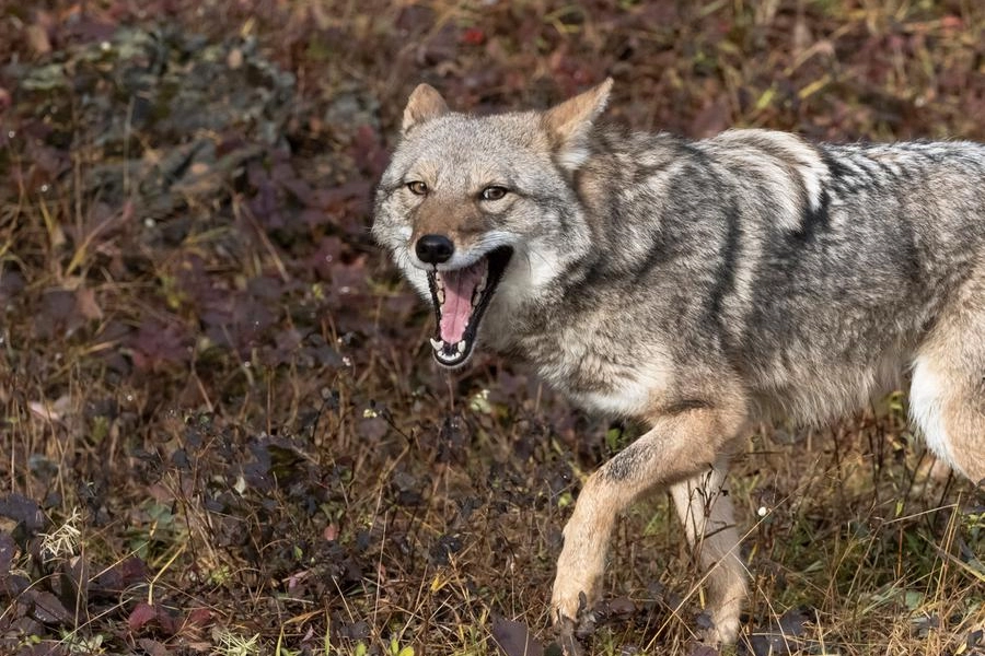 Coyote attacca l'uomo: uno studio ci spiega perché
