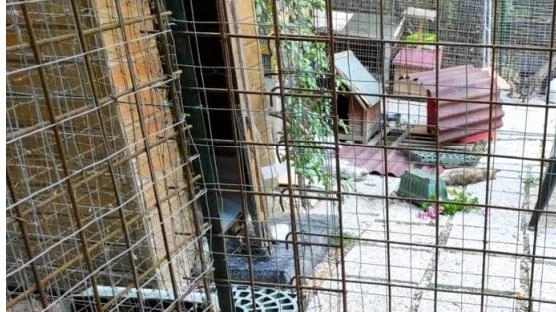 "Gatti uccisi da predatori" E la Lav ’chiama’ il sindaco "Gatti uccisi da predatori" E la Lav ’chiama’ il sindaco