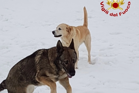 Due cani del nucleo cinofili dei vigili del fuoco