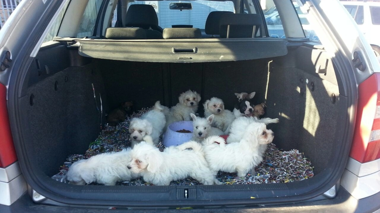 I cuccioli ritrovati nel portabagagli