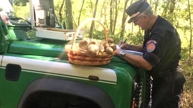 Alcuni dei funghi sequestrati dai carabinieri forestali 