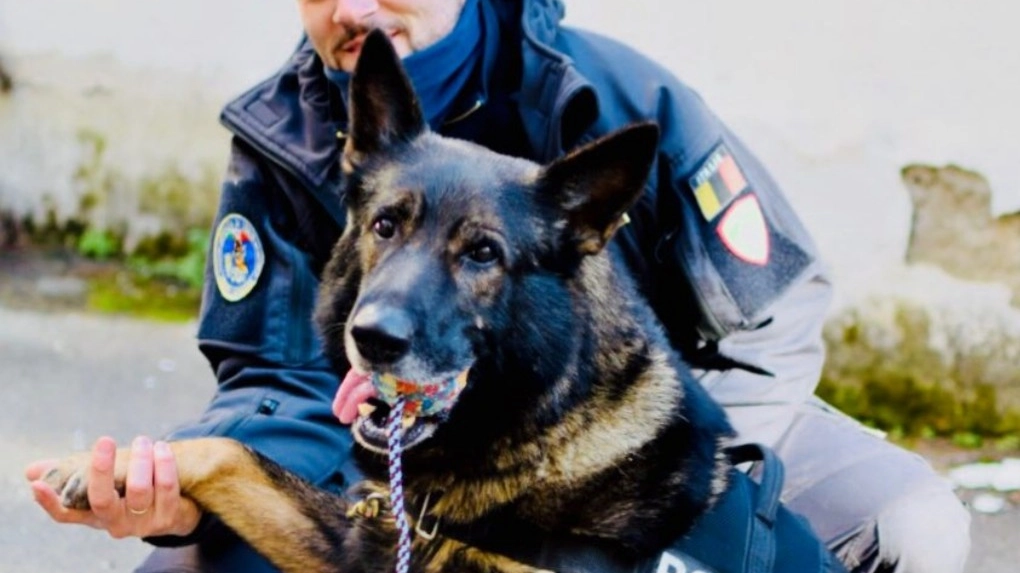 Uno dei cani antidroga utilizzati dalla polizia