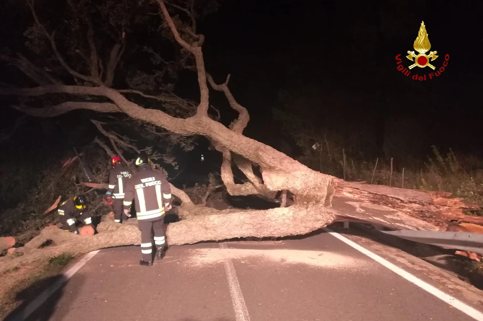 L'albero caduto per il vento a Castiglione della Pescaia (Gr). Foto: vigili del fuoco 