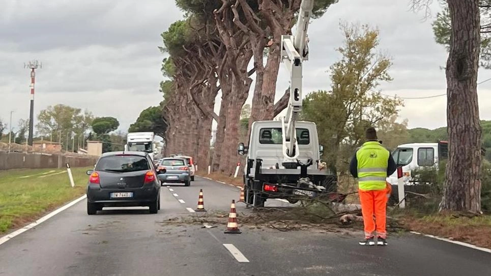 "Aurelia, potatura scorretta dei pini. Quelli tagliati saranno ripiantati" "Aurelia, potatura scorretta dei pini. Quelli tagliati saranno ripiantati"