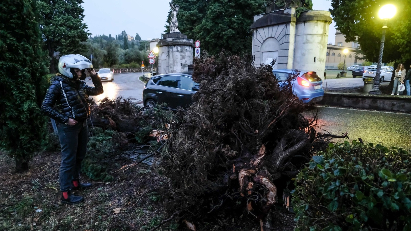 Un albero sradicato dal vento a Firenze (New Press Photo)