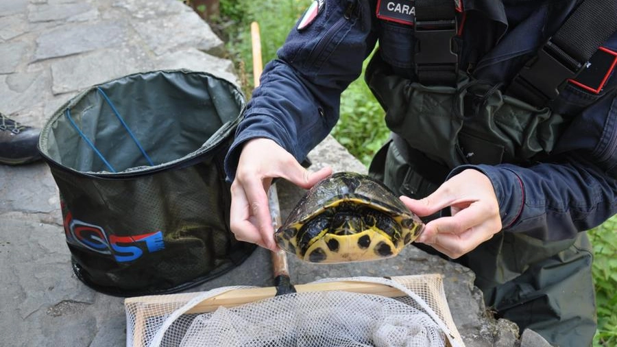 La tartaruga recuperata dai carabinieri