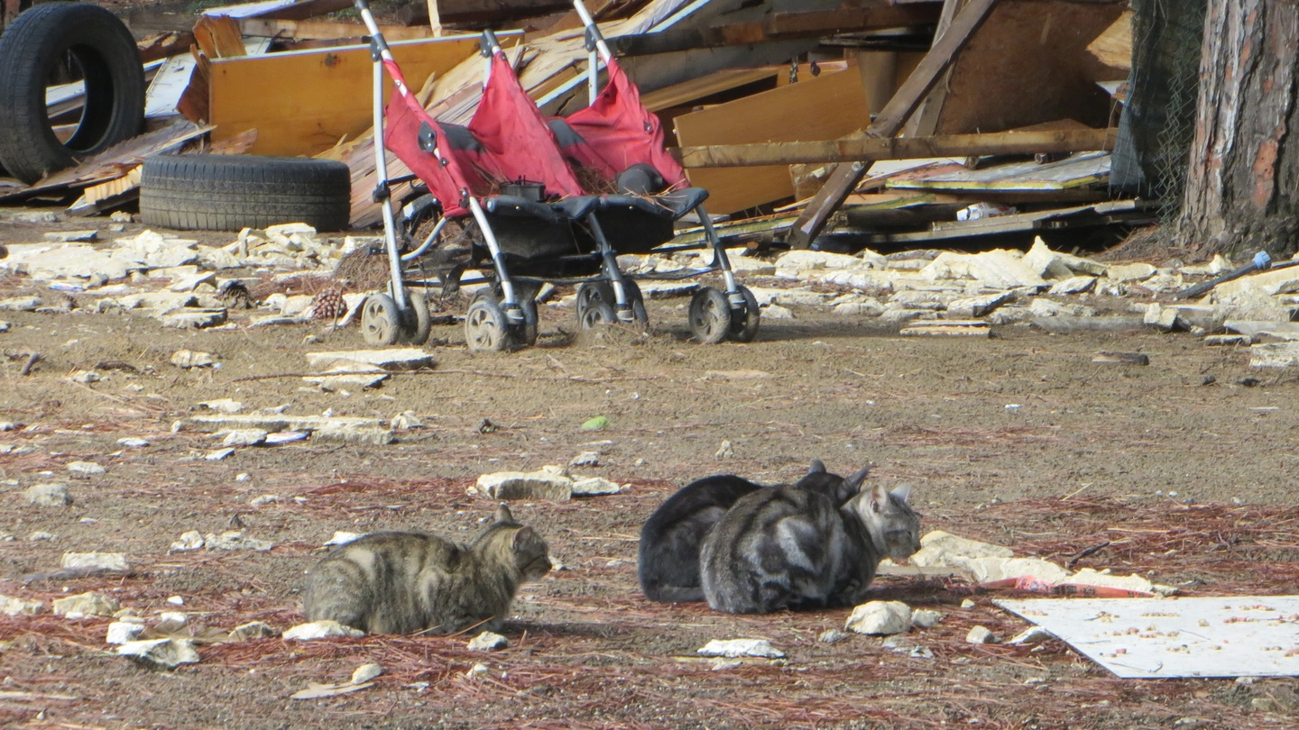 COLONIA Due gatti tra ciò che resta delle baracche dell’ex campo della Bigattiera. Nella foto piccola, Sergio Bontempelli e Serena Fondelli