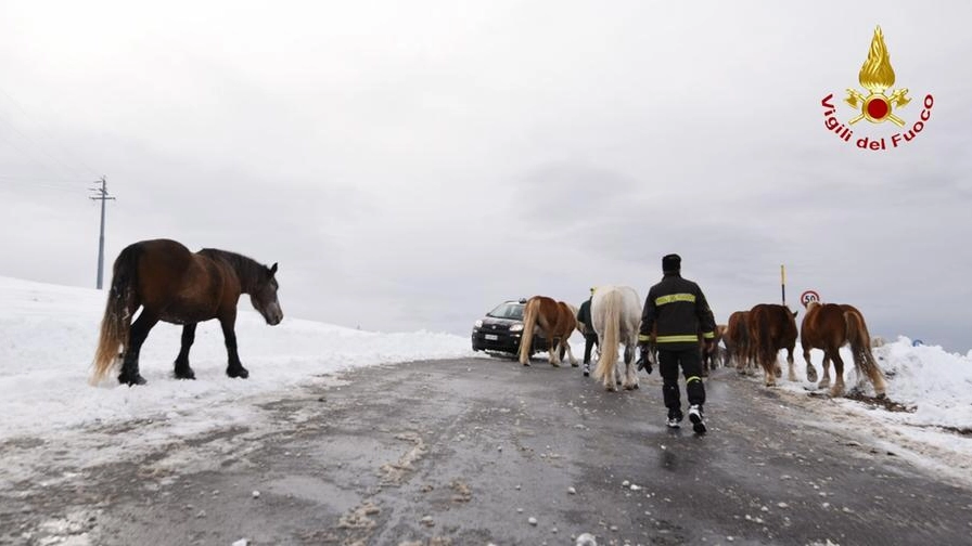 Il salvataggio dei cavalli a Castelluccio di Norcia (foto Vigili del fuoco)