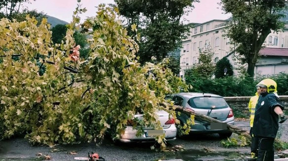 Un albero caduto alla Spezia