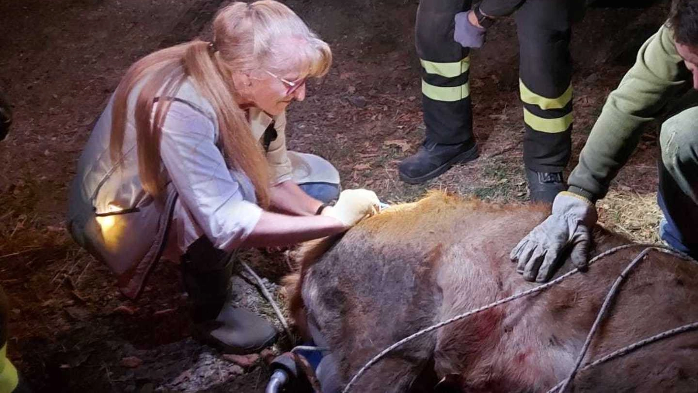 Giuliana Giuliani, veterinaria dell’Asl di Firenze, controlla lo stato di salute del cervo Temistocle