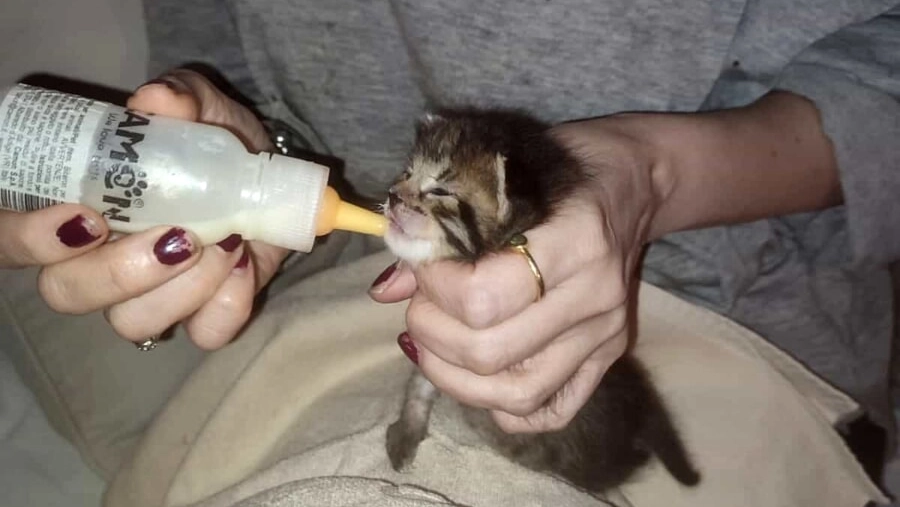 Uno dei gattini salvati Uno dei gattini salvati