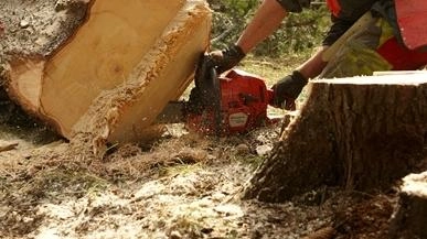 Taglio dei boschi, nuove regole. Meno burocrazia per le aziende. In vallata sono 600 gli addetti Taglio dei boschi, nuove regole. Meno burocrazia per le aziende. In vallata sono 600 gli addetti