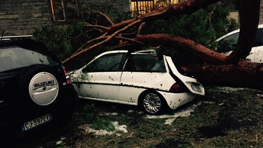 Un albero caduto su un'auto nella zona sud di Firenze