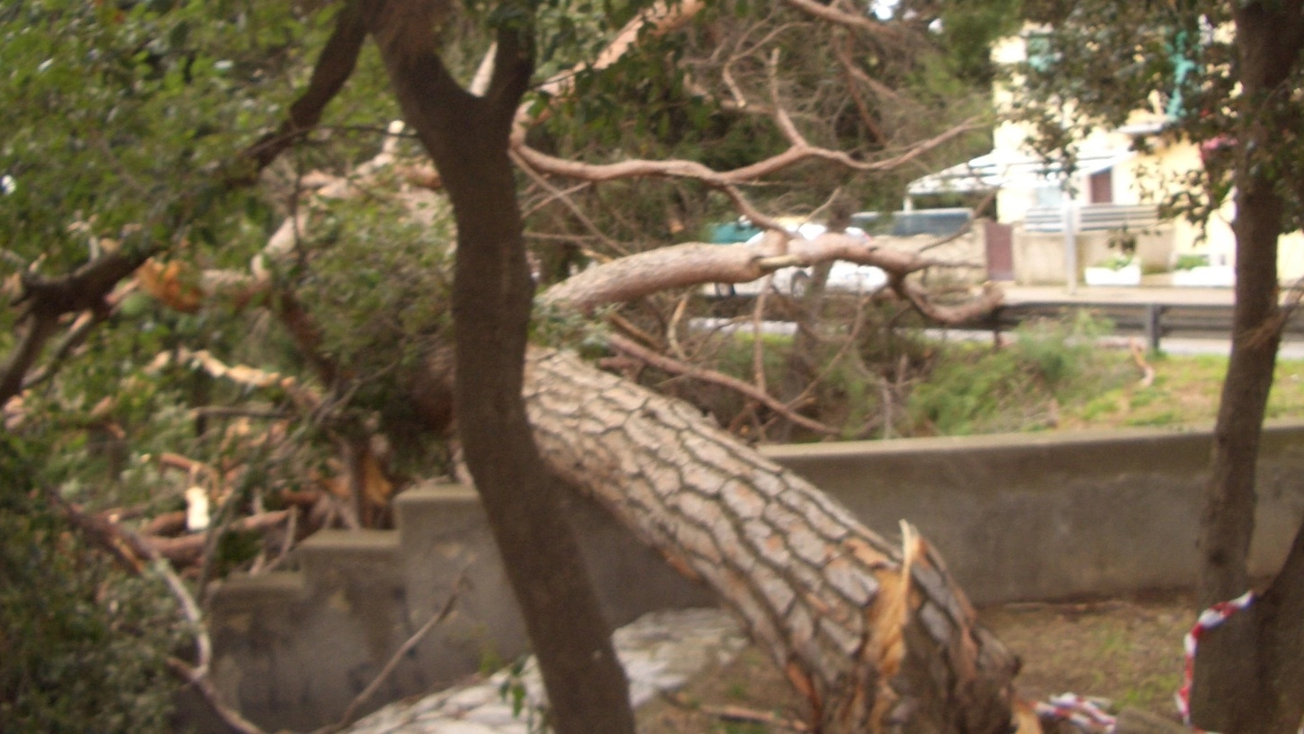 Uno dei due pini crollati a San Vincenzo