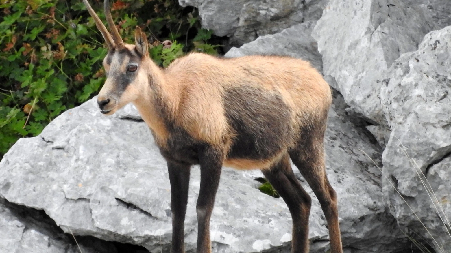 La ricerca sugli animali: il cambiamento climatico innesca risposte aggressive La ricerca sugli animali: il cambiamento climatico innesca risposte aggressive