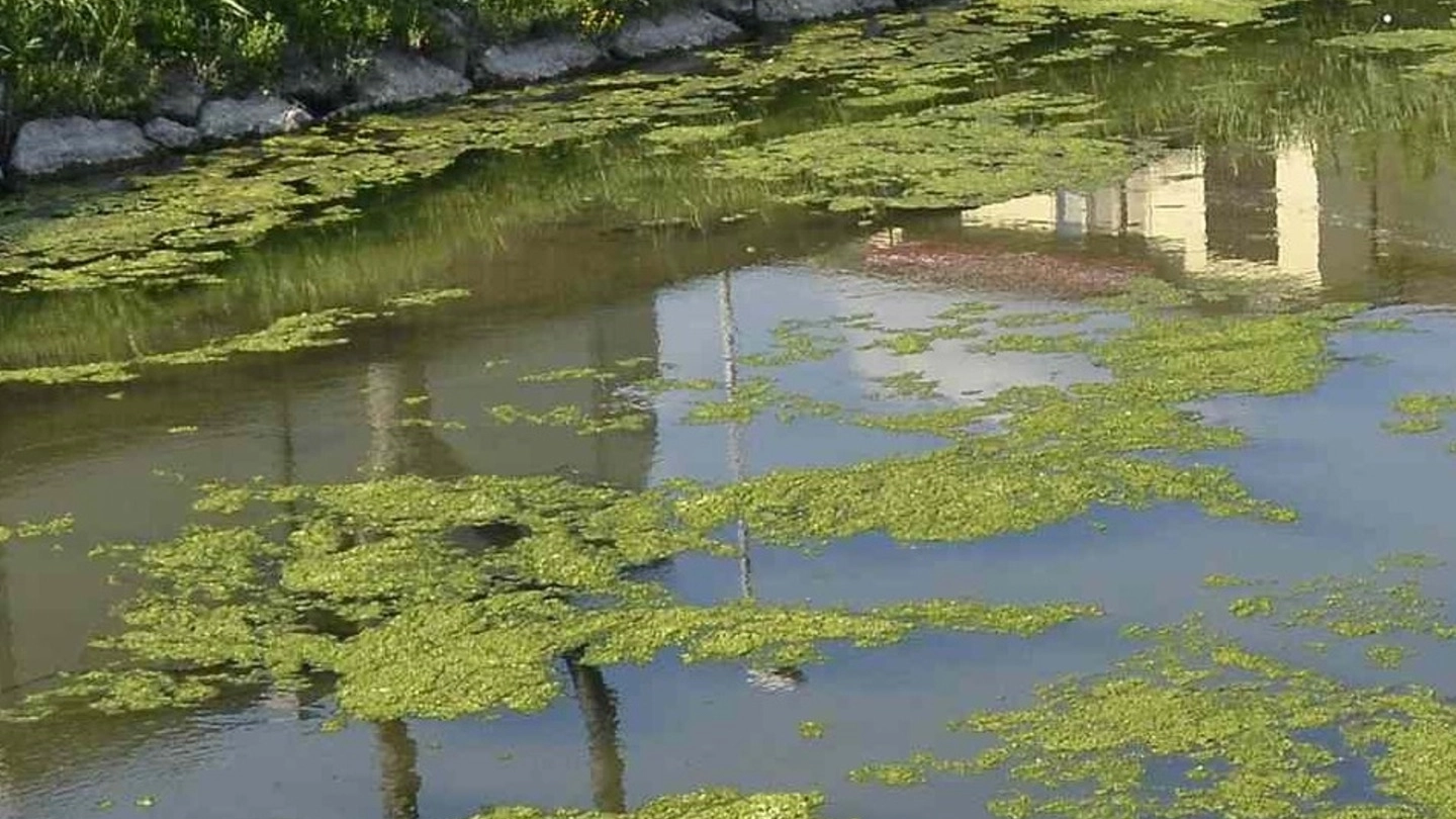 Tappeto di alghe nel fiume (foto Umicini)