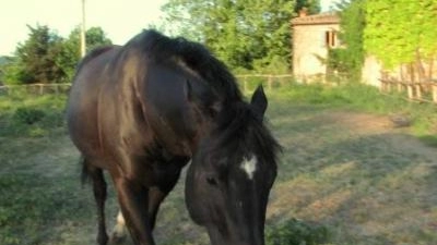 cavallo (foto archivio)