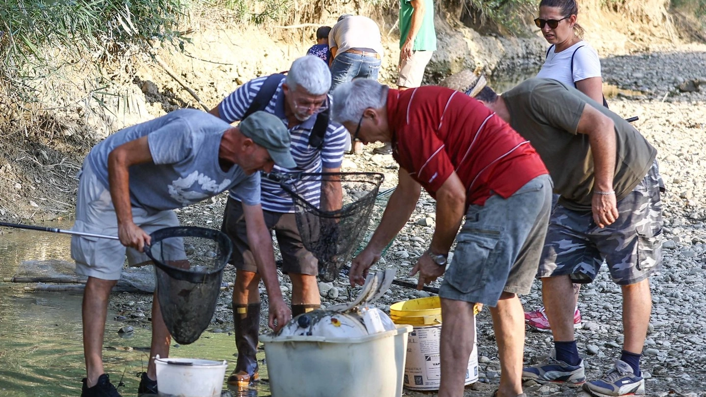 Volontari di tutte le età impegnati nel salvataggio dei pesci lungo il torrente Pesa (Foto Gasperini/Germogli) Volontari di tutte le età impegnati nel salvataggio dei pesci lungo il torrente Pesa (Foto Gasperini/Germogli)