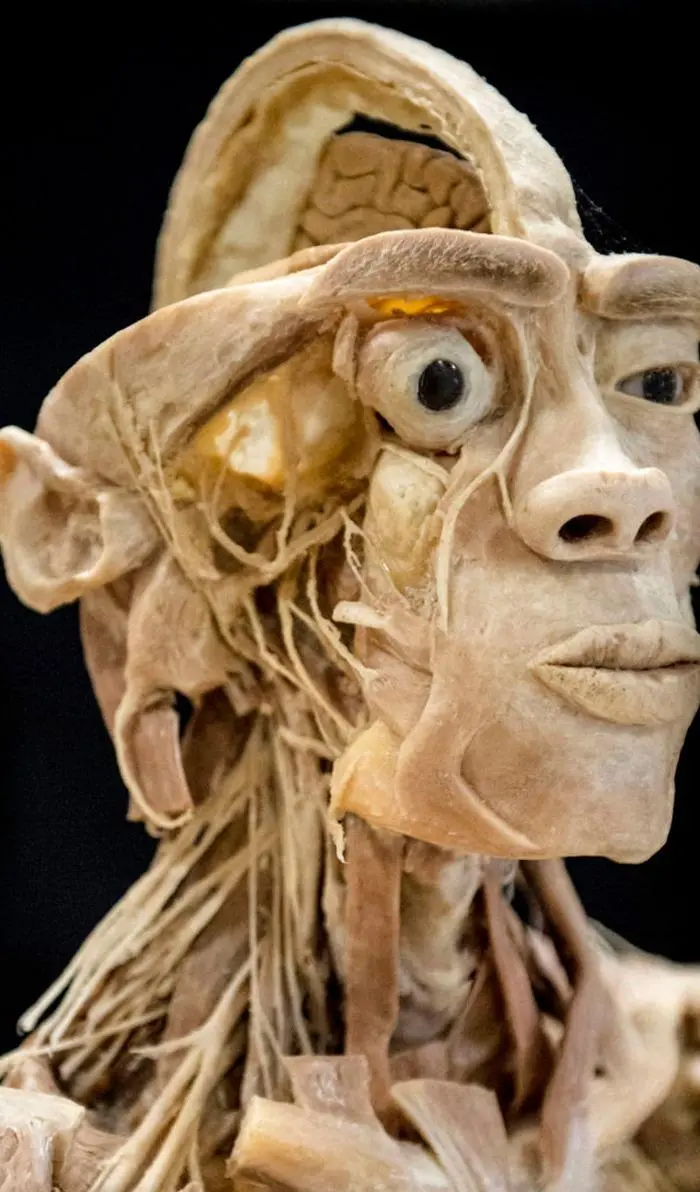 "Real Human Bodies" apre una mostra di veri corpi umani