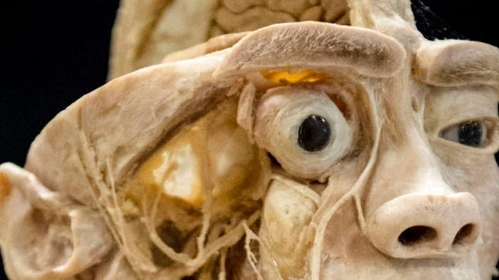 "Real Human Bodies" apre una mostra di veri corpi umani