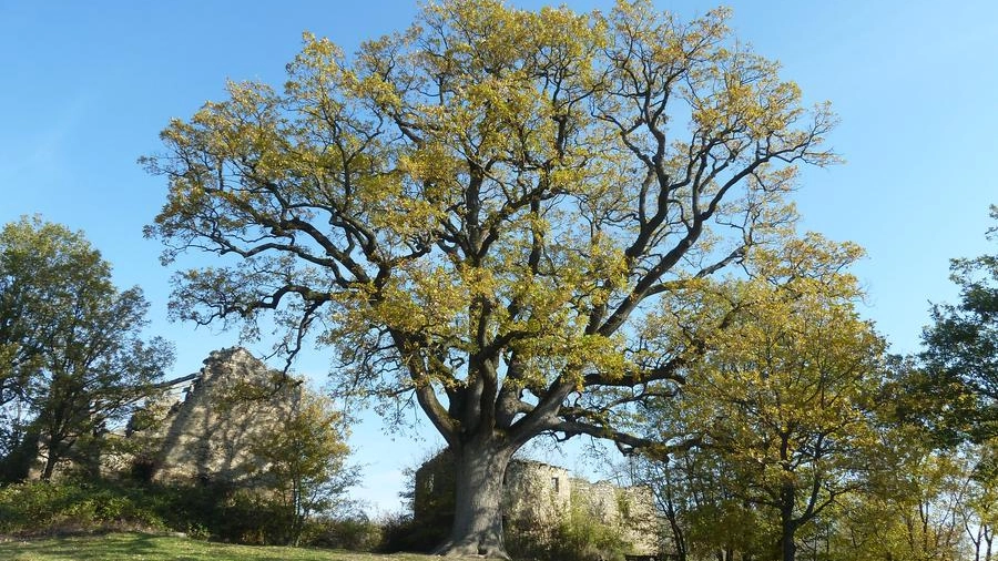 Un albero monumentale