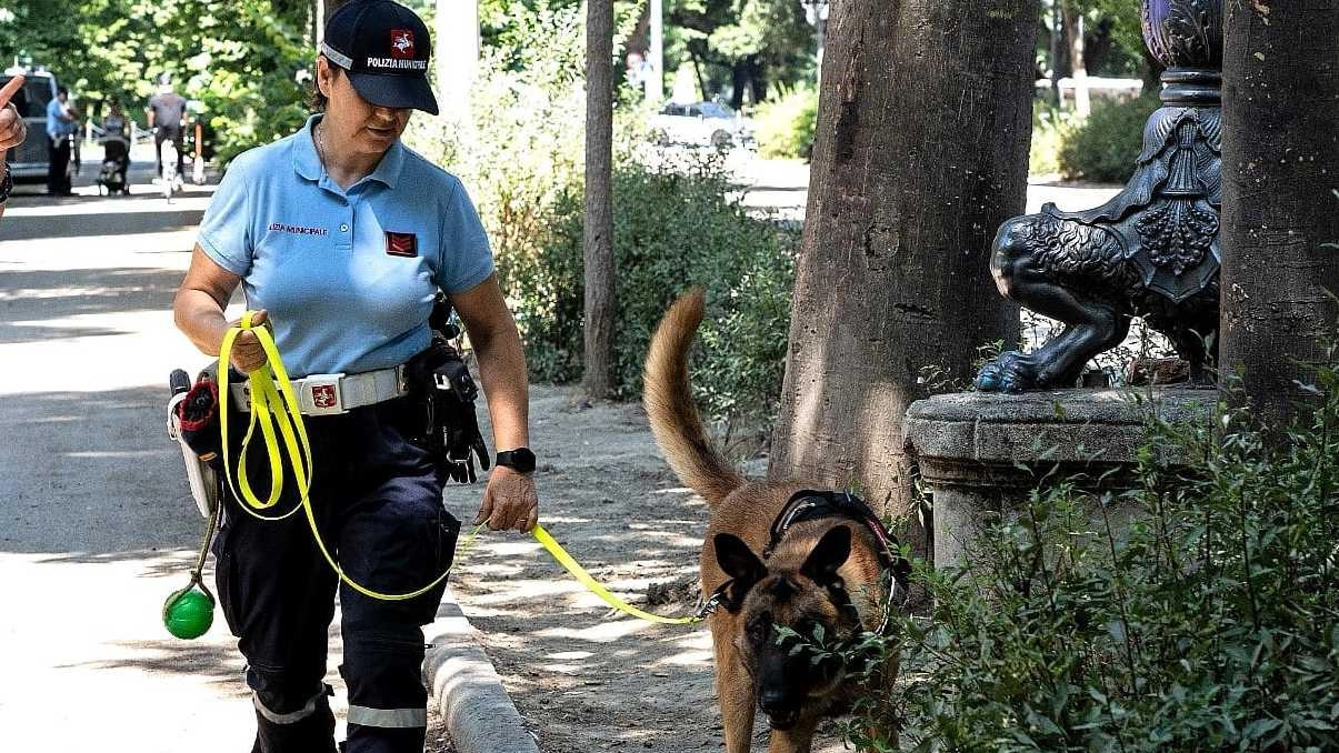 Il fiuto di Viola sempre infallibile. Il cane della polizia municipale fa recuperare dosi di hashish Il fiuto di Viola sempre infallibile. Il cane della polizia municipale fa recuperare dosi di hashish