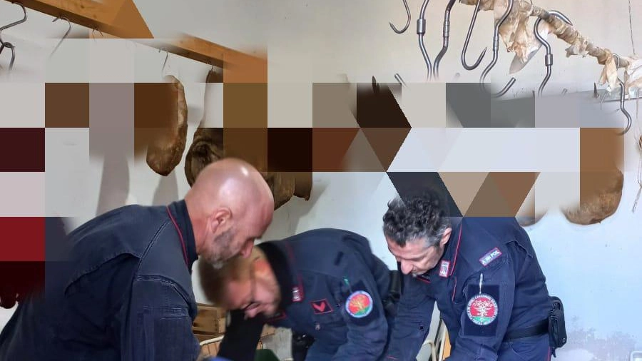 Macello clandestino, sequestrati 400 chili di suino in un’azienda Macello clandestino, sequestrati 400 chili di suino in un’azienda